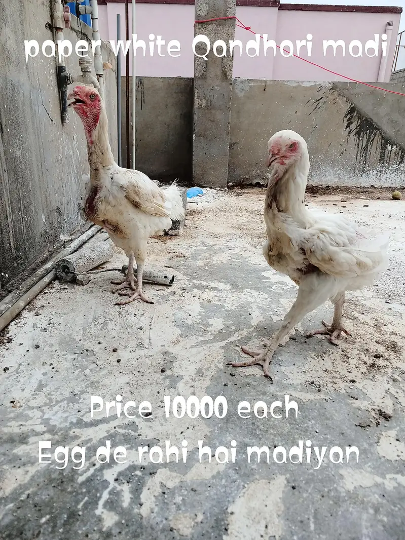 pure heera aseel birds — photo 7