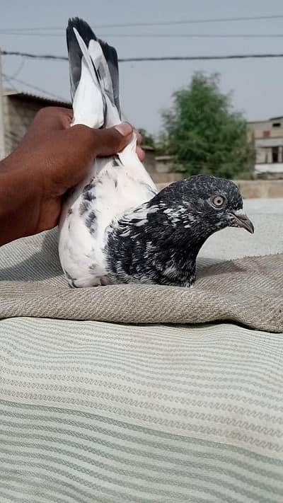 FAQEERGULL And Other
