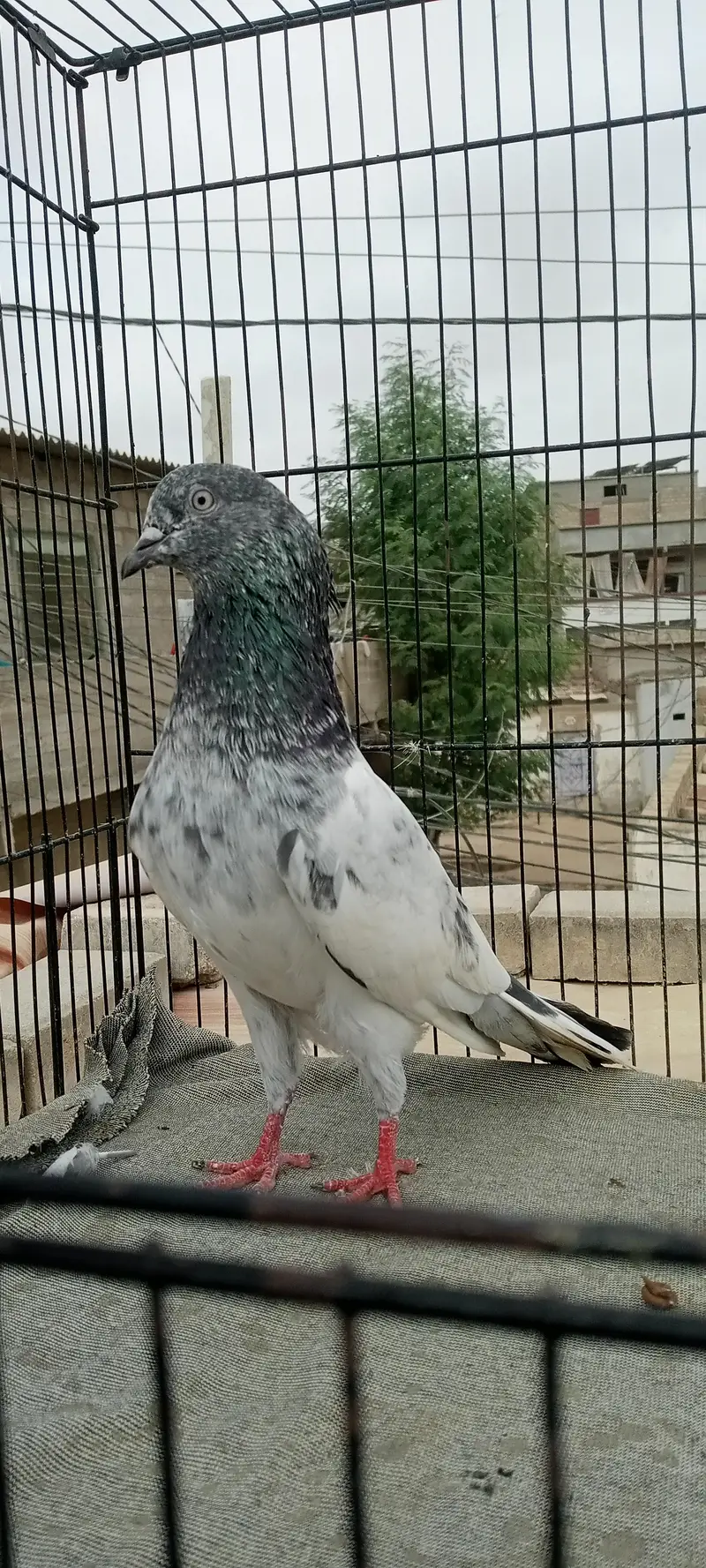 FAQEERGULL And Other — photo 2