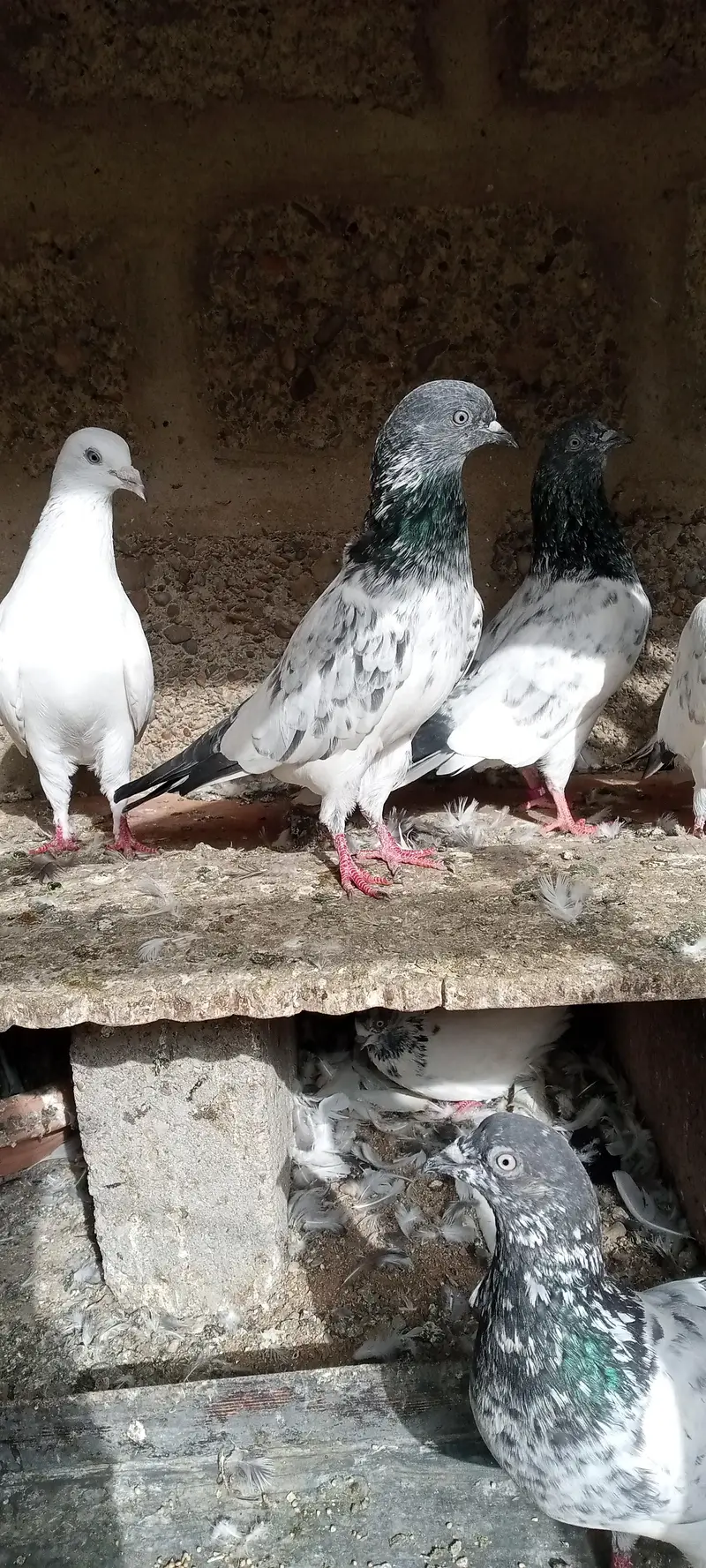 FAQEERGULL And Other — photo 4