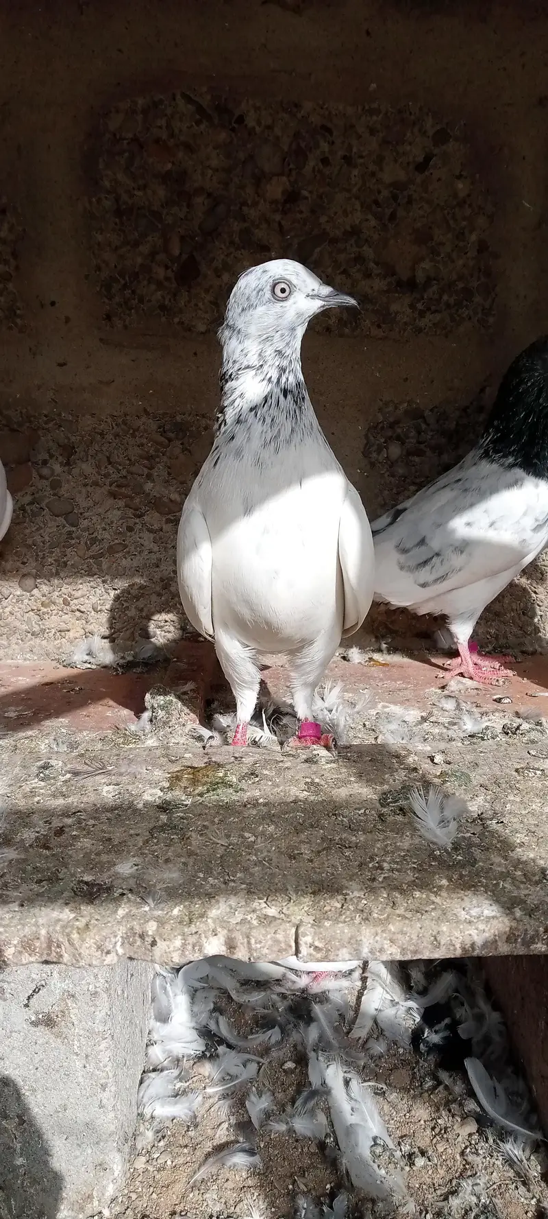 FAQEERGULL And Other — photo 5