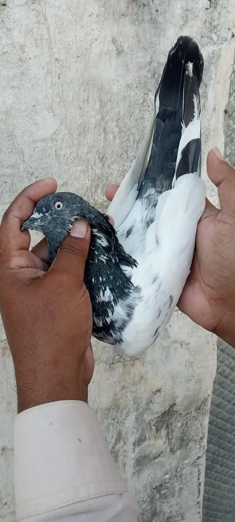 FAQEERGULL And Other — photo 6