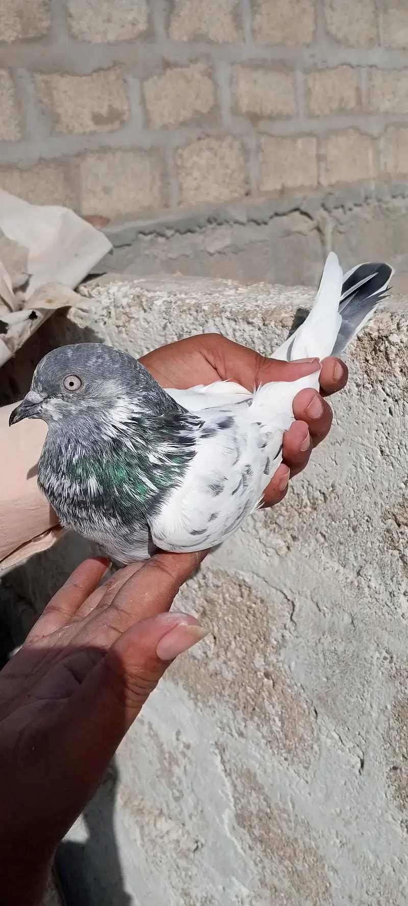 FAQEERGULL And Other — photo 7