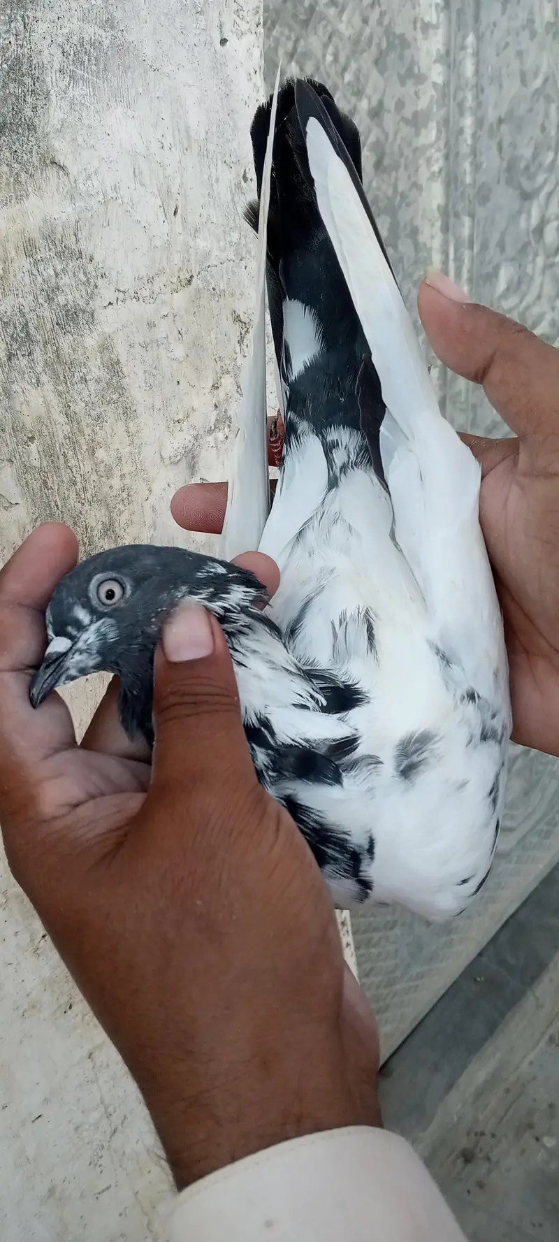 FAQEERGULL And Other — photo 8