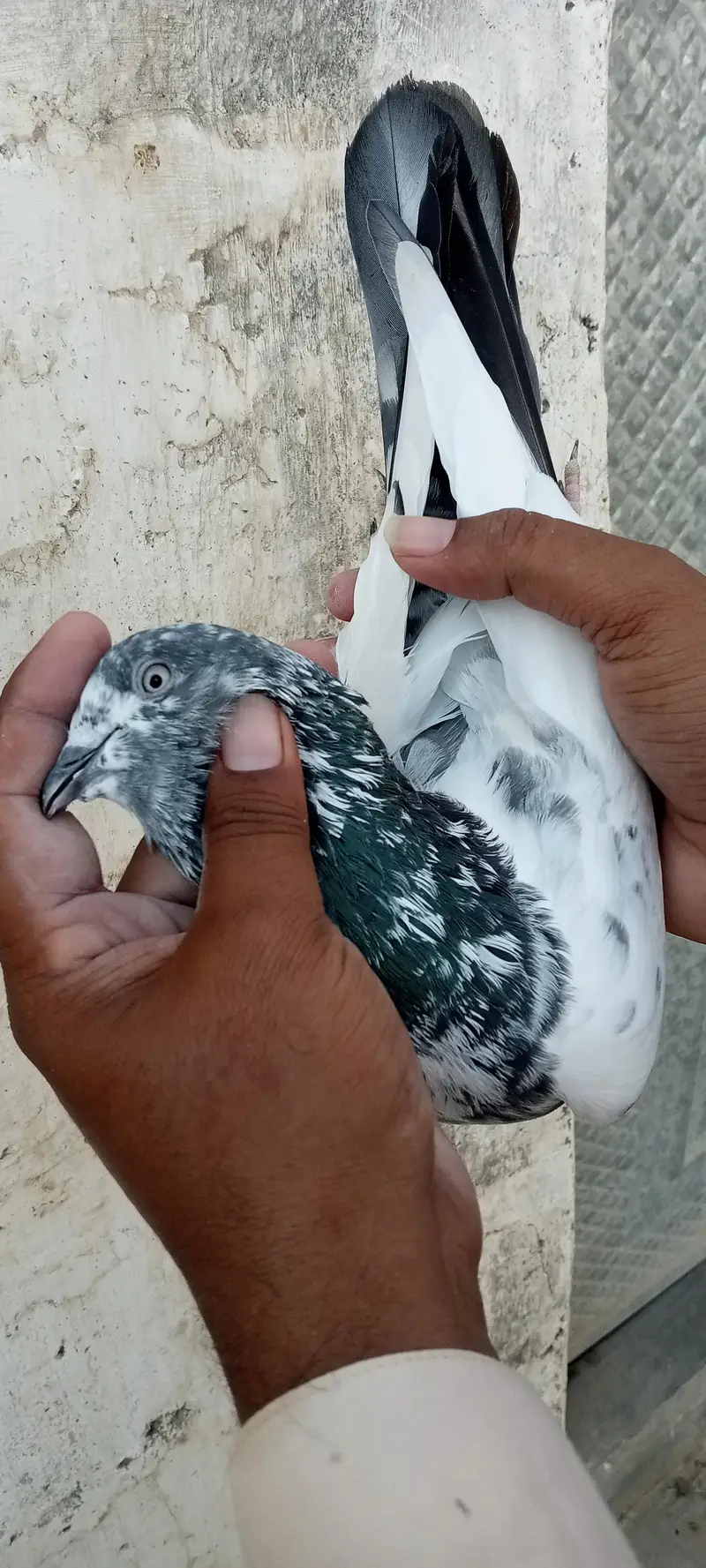 FAQEERGULL And Other — photo 10