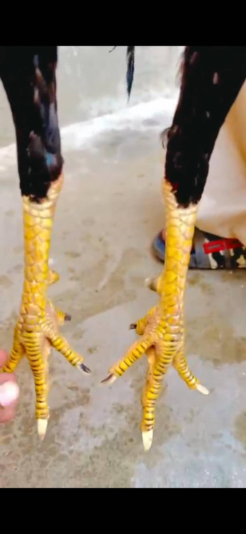 Jageeri Patha 3