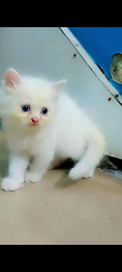 4 cat available for sale