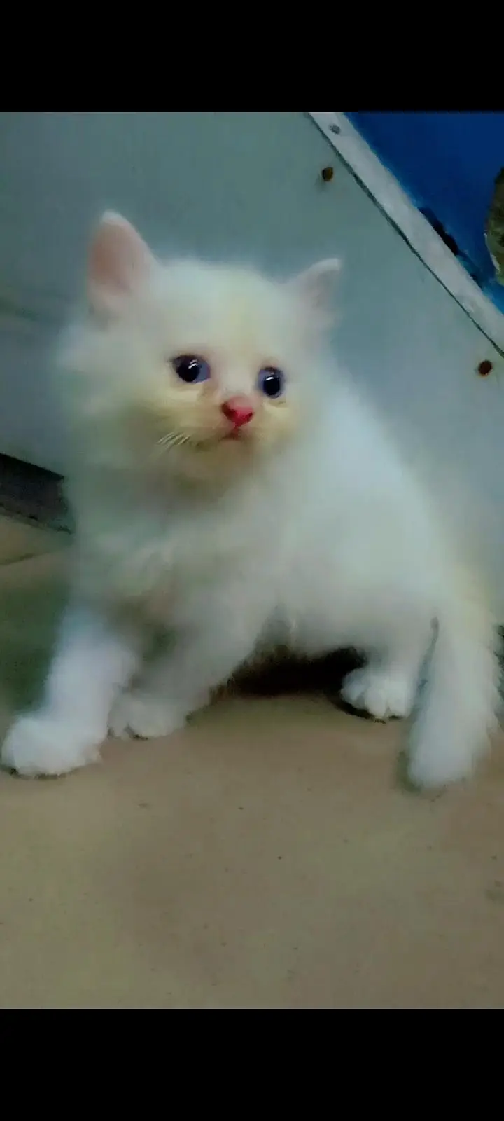 4 cat available for sale — photo 2