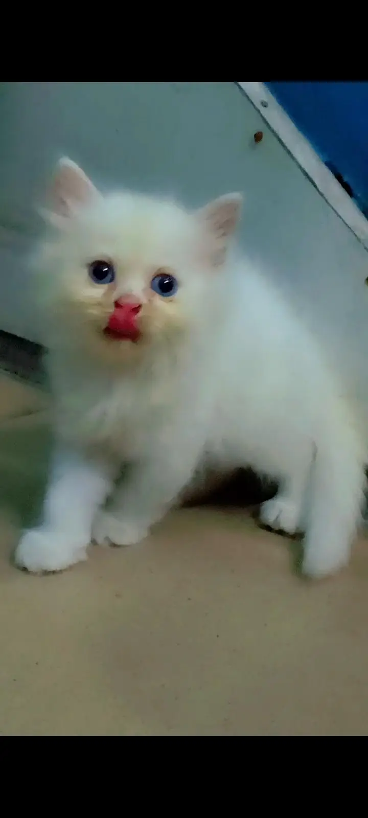 4 cat available for sale — photo 3