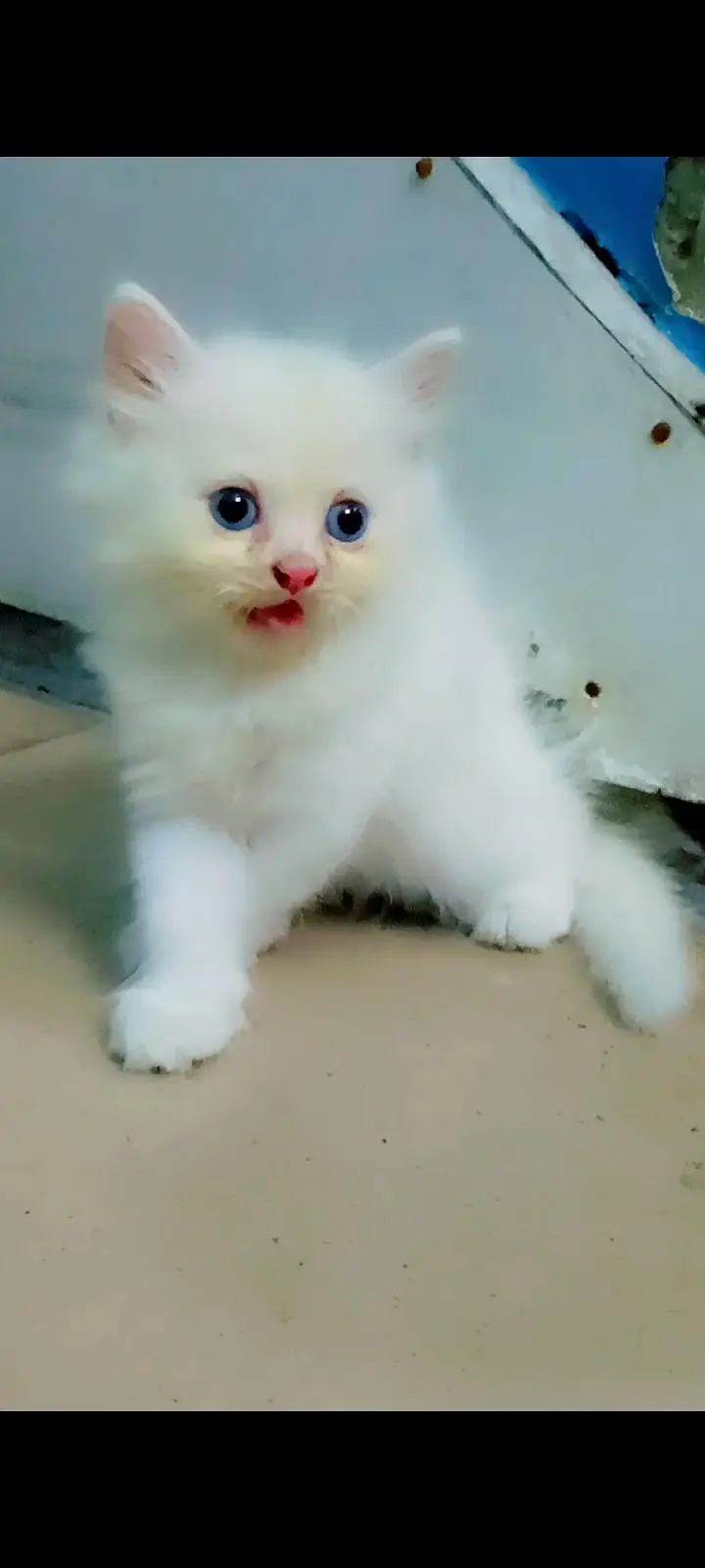 4 cat available for sale — photo 4