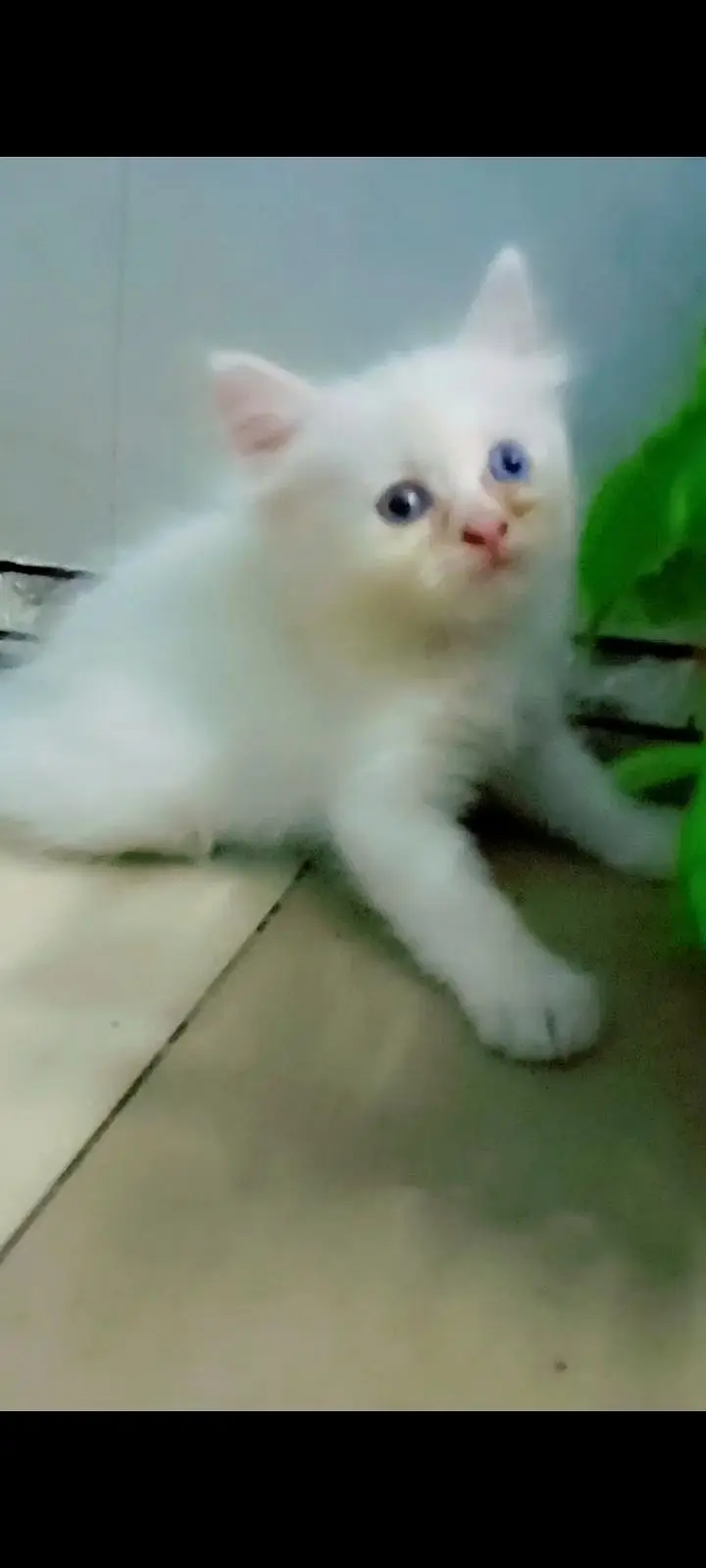 4 cat available for sale — photo 6