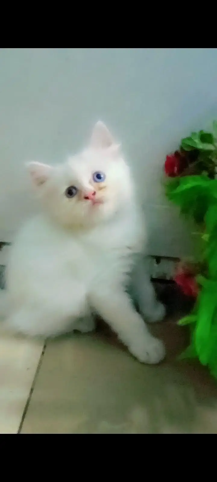4 cat available for sale — photo 7