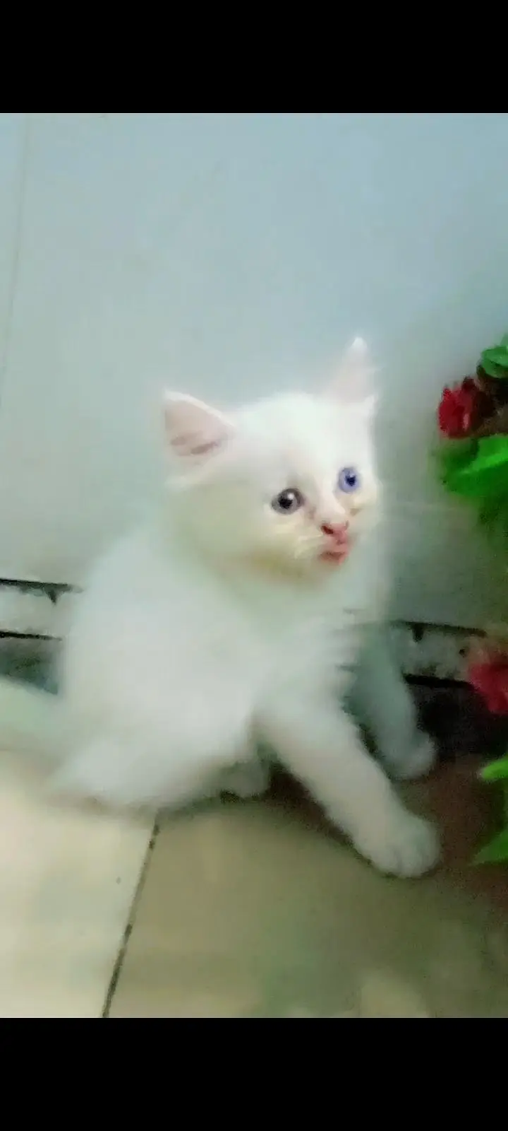 4 cat available for sale — photo 8