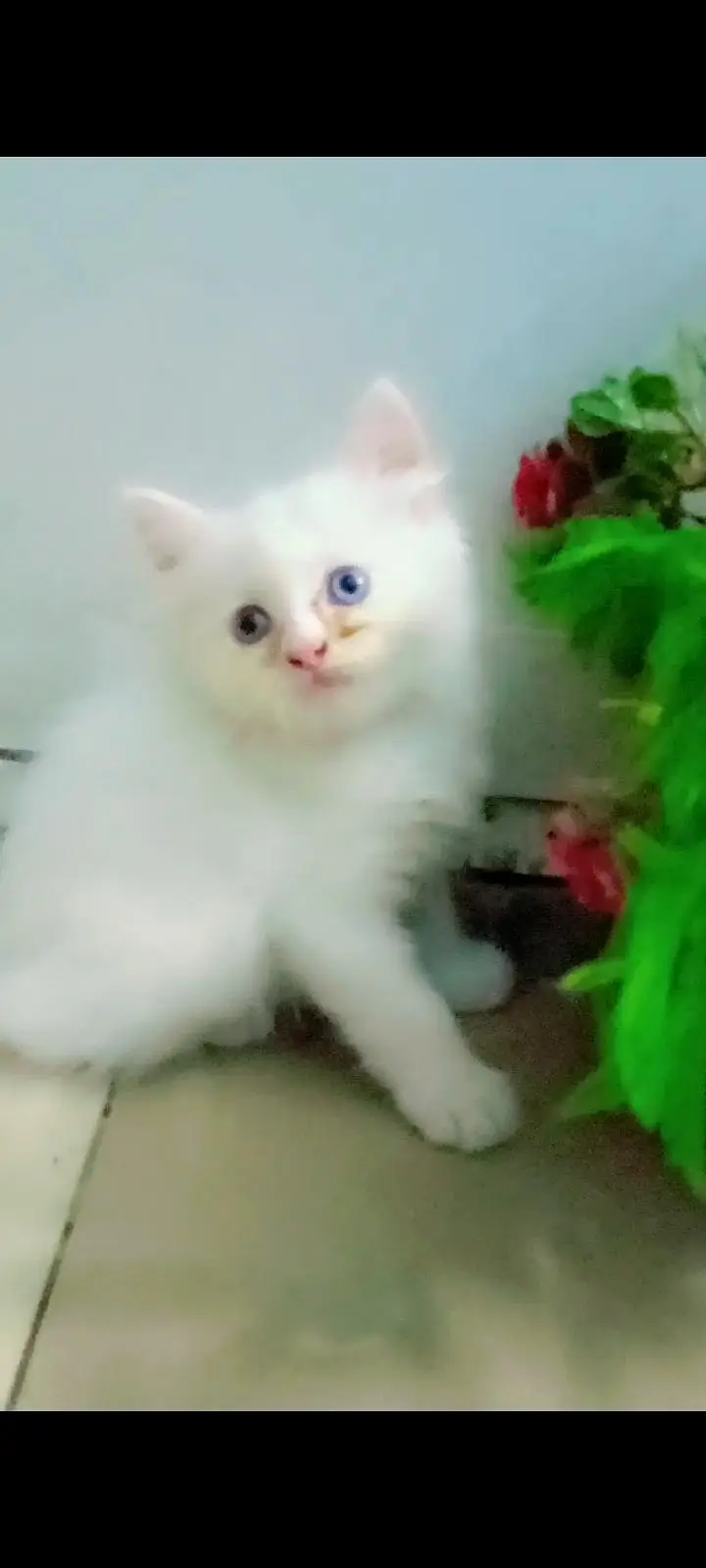 4 cat available for sale — photo 9