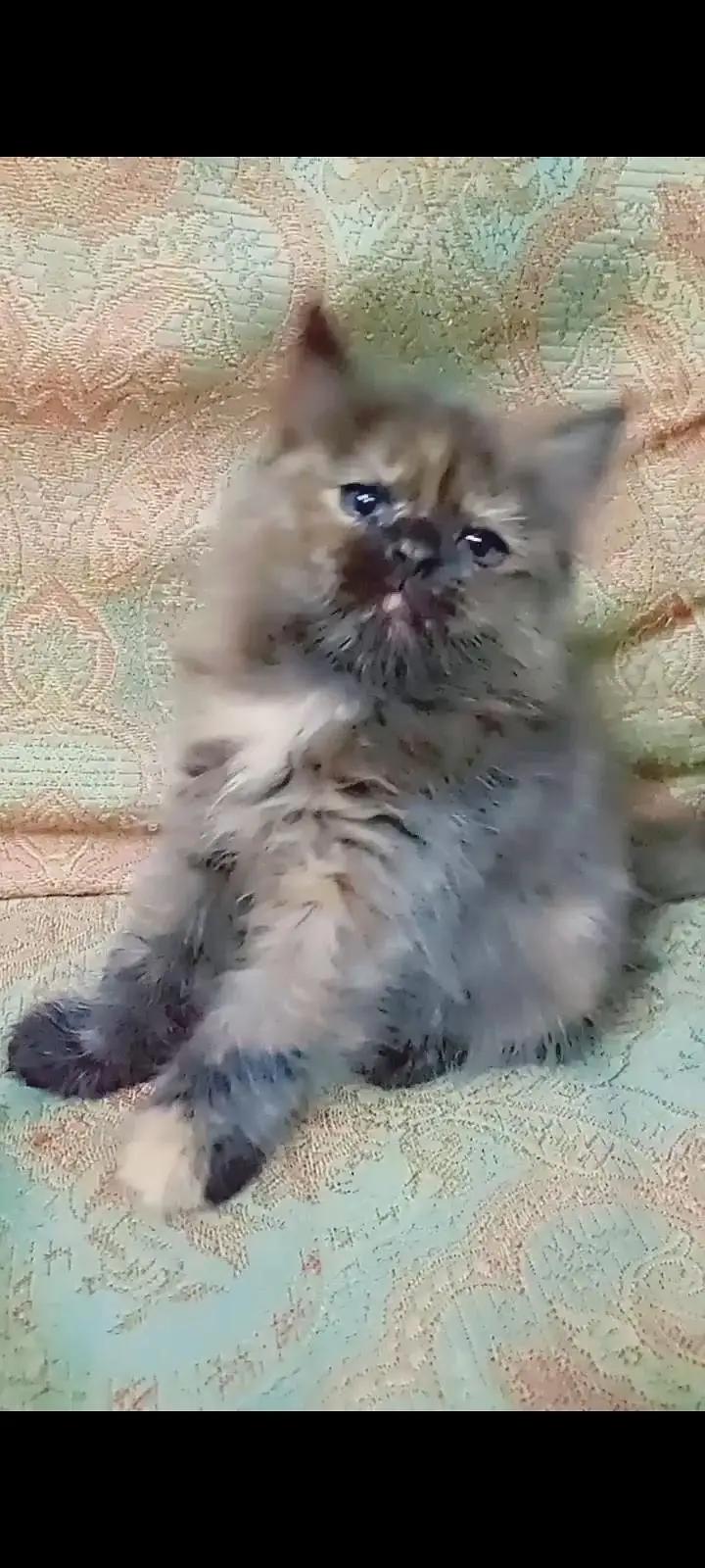 4 cat available for sale — photo 10