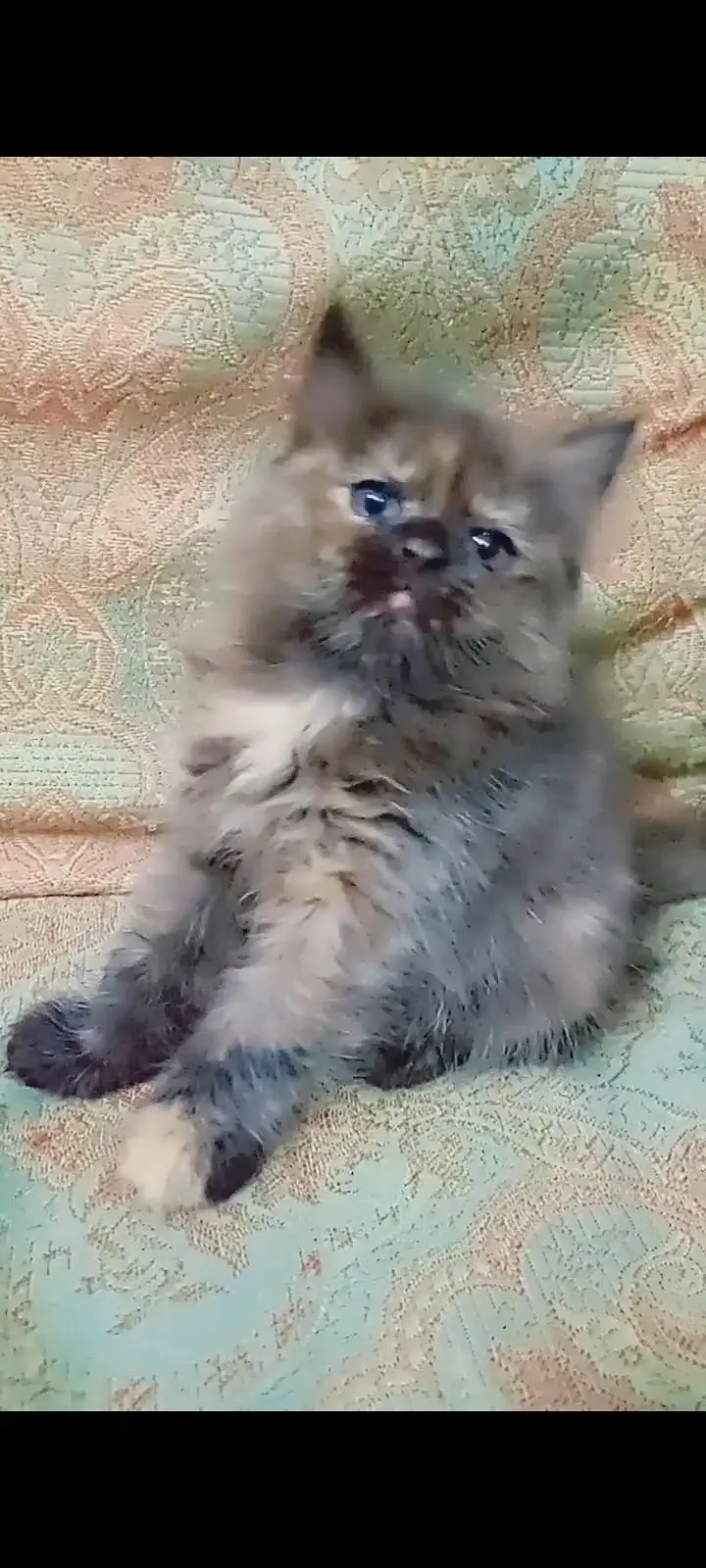 4 cat available for sale — photo 11