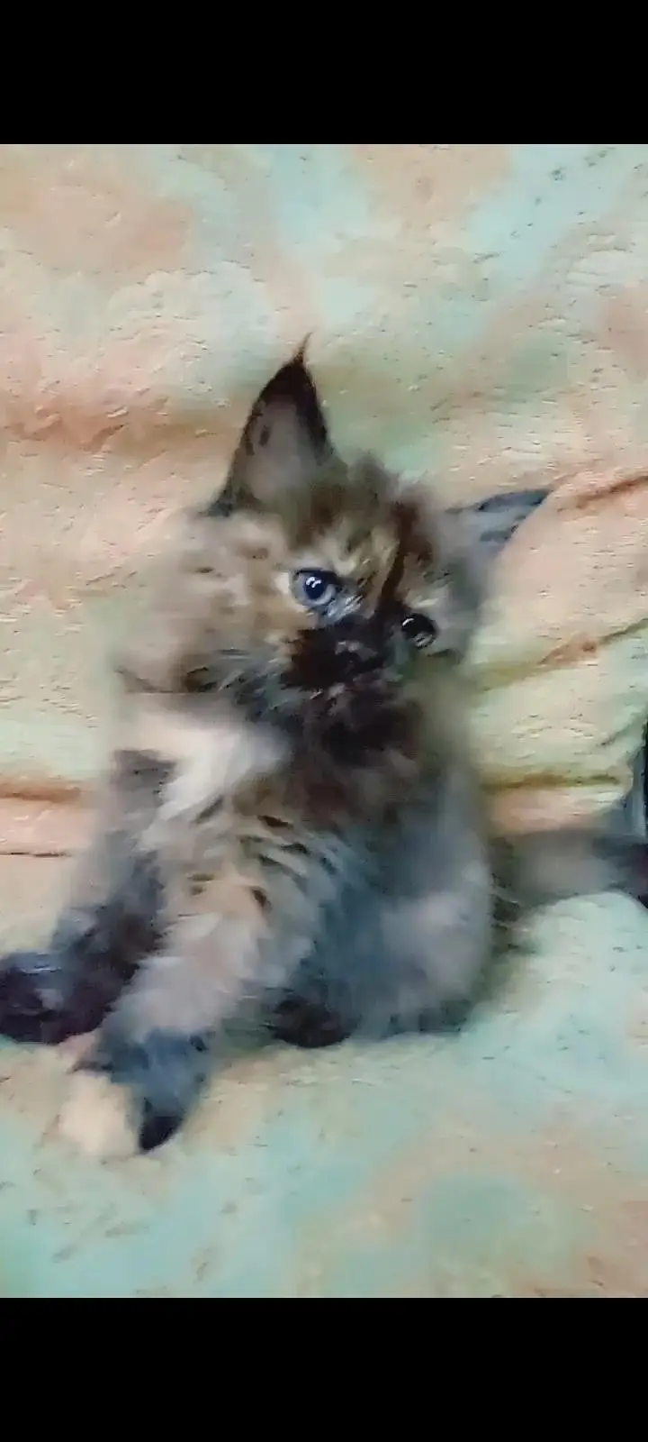 4 cat available for sale — photo 12