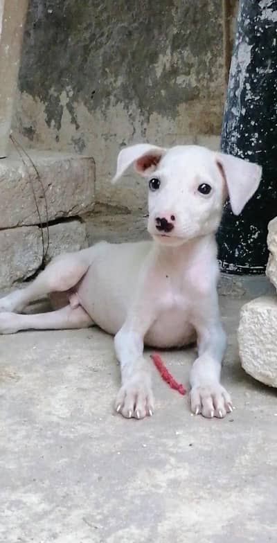 gultair puppy male