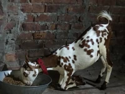 Barbara male goat for sale location lahore healthy and active Best for