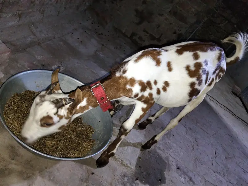 Barbara male goat for sale location lahore healthy and active Best for — photo 2