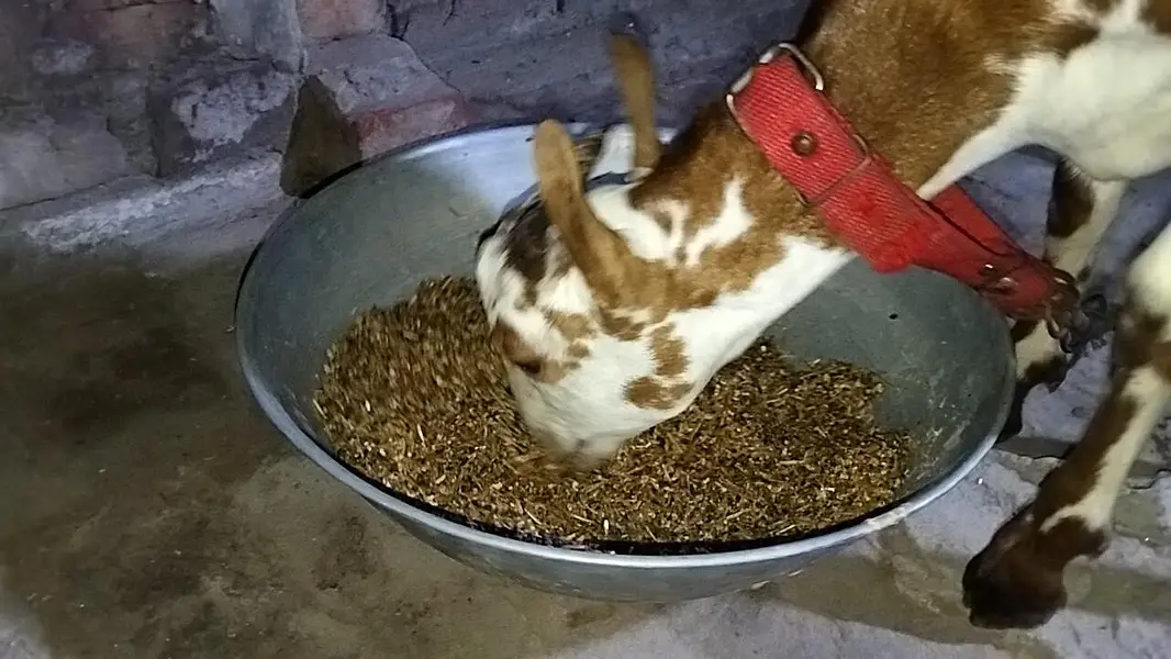 Barbara male goat for sale location lahore healthy and active Best for — photo 3