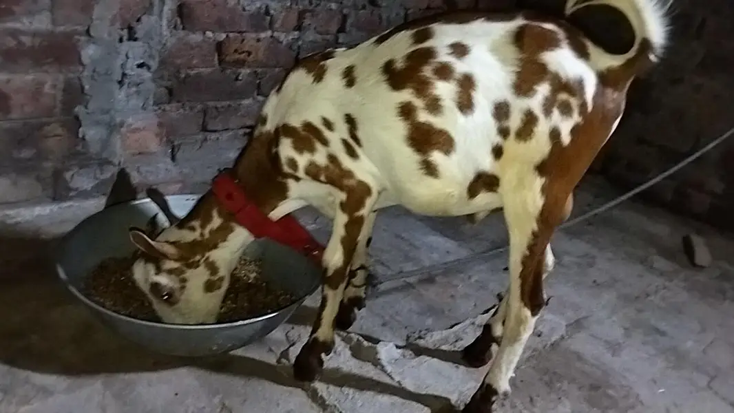 Barbara male goat for sale location lahore healthy and active Best for — photo 4