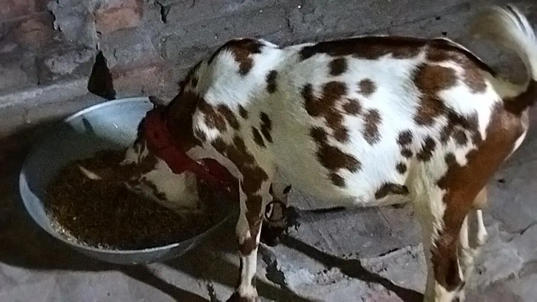 Barbara male goat for sale location lahore healthy and active Best for — photo 5