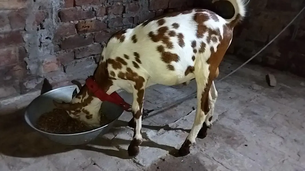 Barbara male goat for sale location lahore healthy and active Best for — photo 6