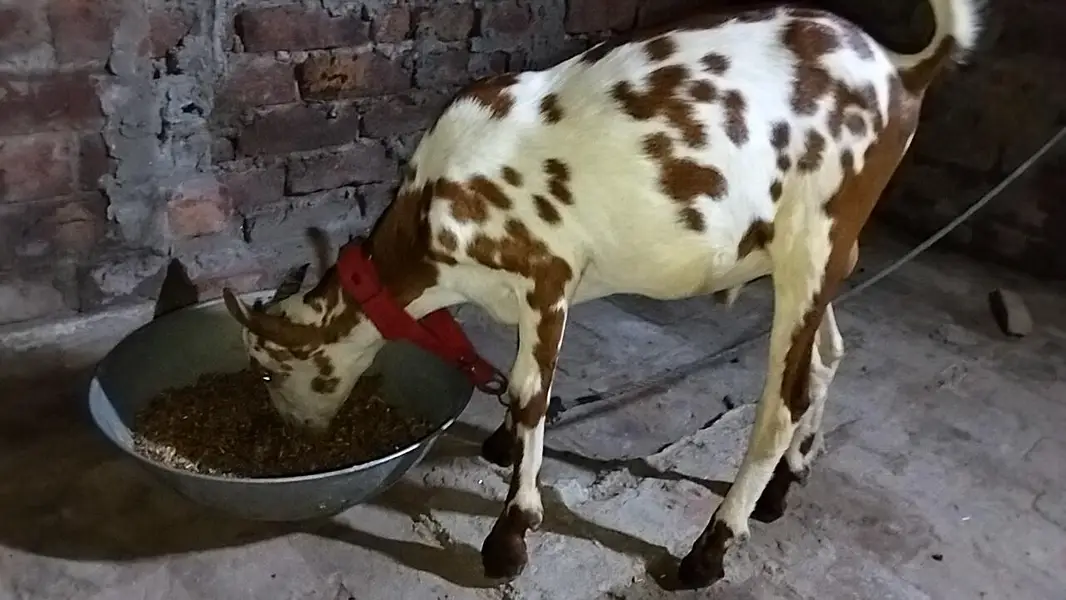 Barbara male goat for sale location lahore healthy and active Best for — photo 7
