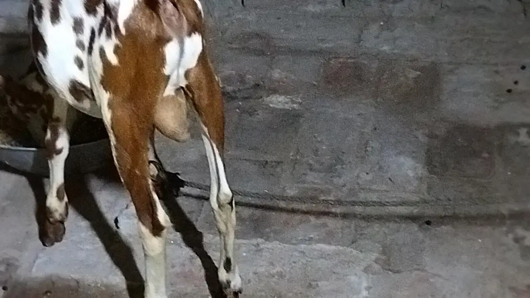 Barbara male goat for sale location lahore healthy and active Best for — photo 8
