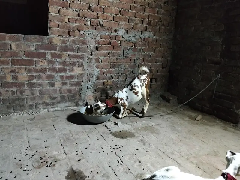 Barbara male goat for sale location lahore healthy and active Best for — photo 9