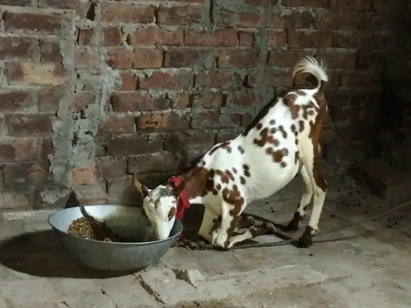 Barbara male goat for sale location lahore healthy and active Best for — photo 10
