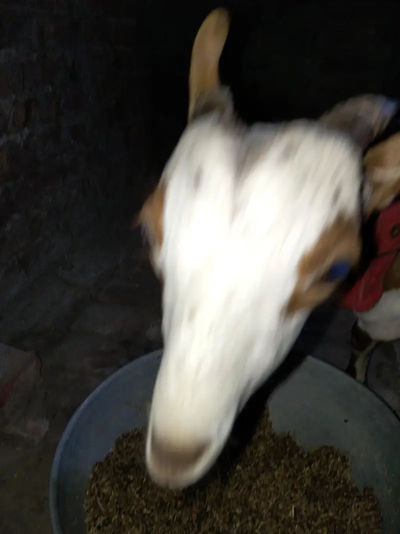 Barbara male goat for sale location lahore healthy and active Best for — photo 11