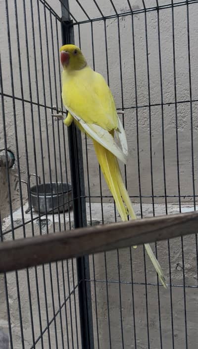 Yellow ring nick