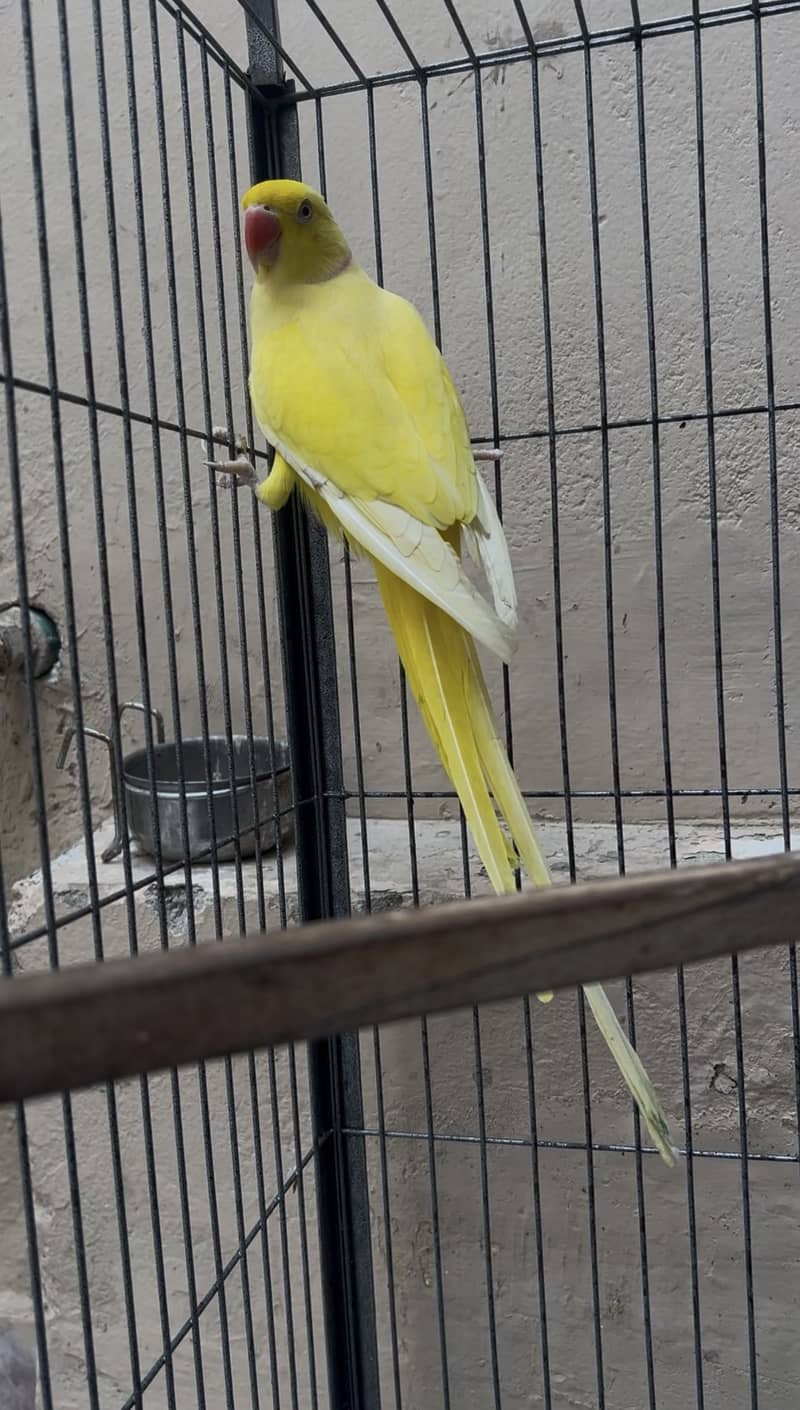 Yellow ring nick 0