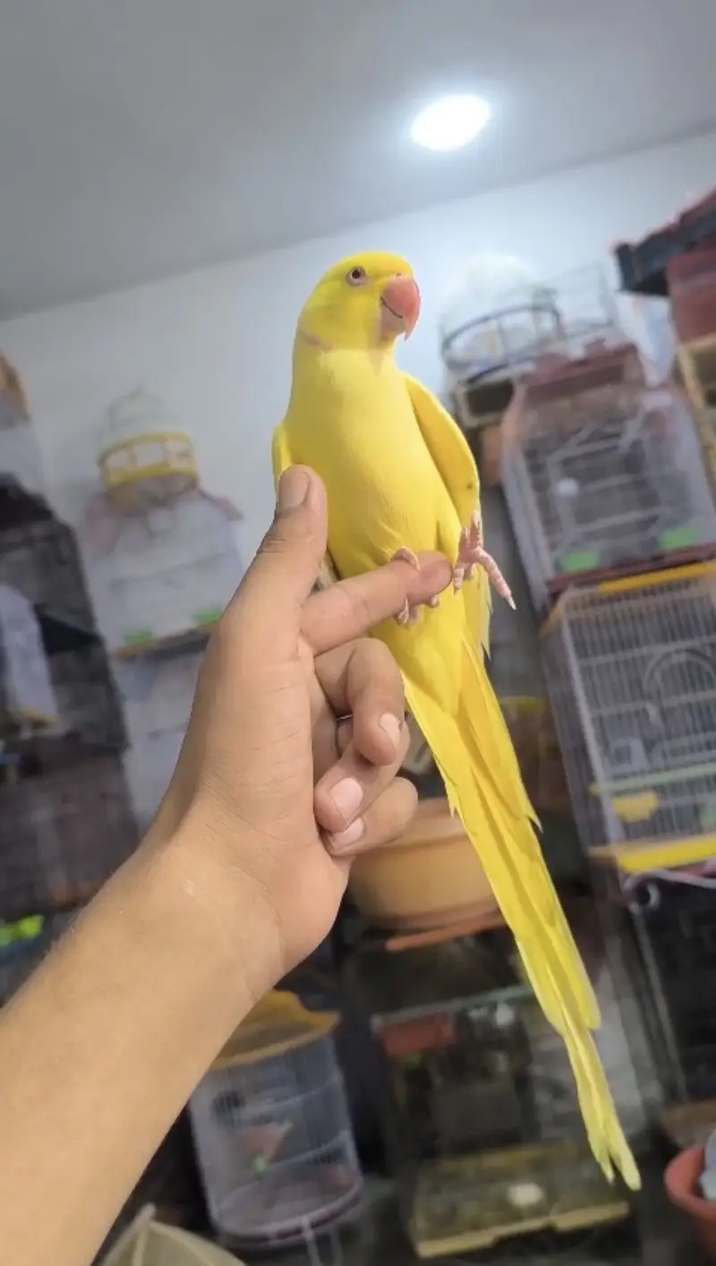 Yellow ring nick — photo 2