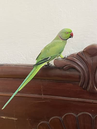 green toking male hand tame avalibal
