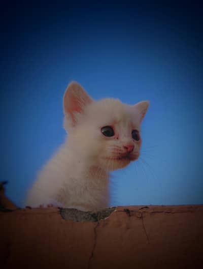 precious cat baby