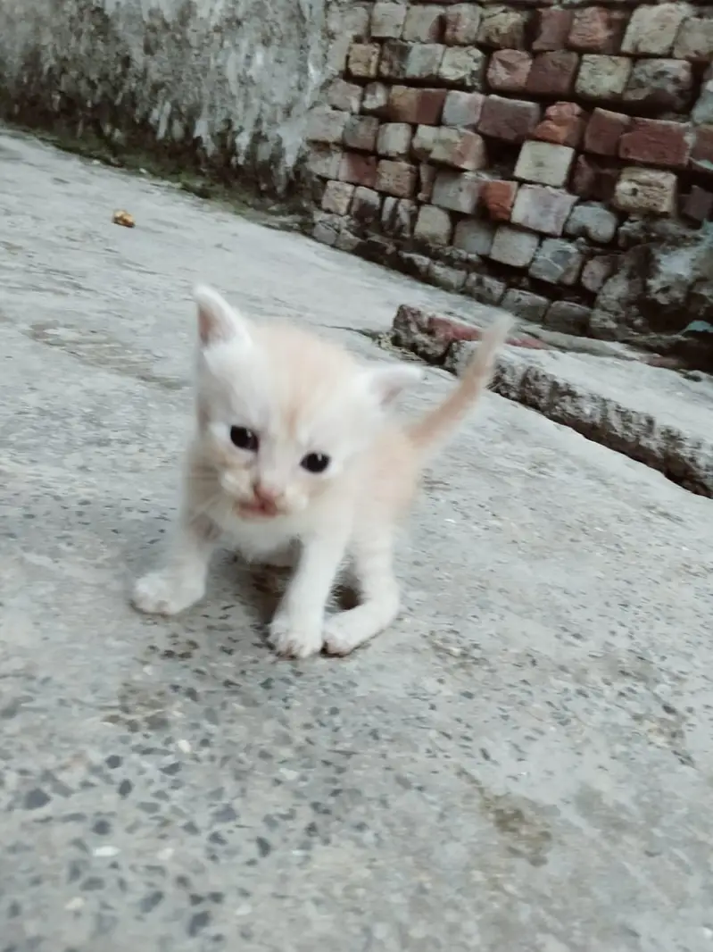 precious cat baby — photo 2