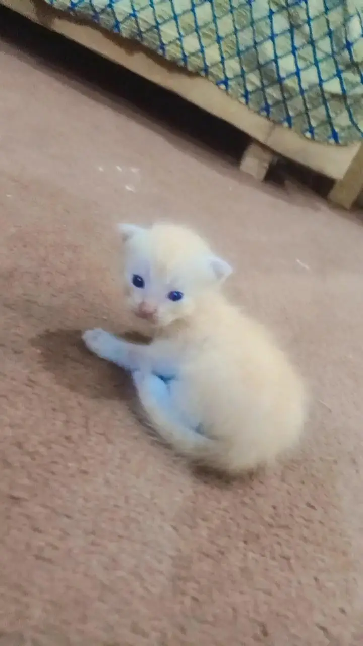 precious cat baby — photo 3