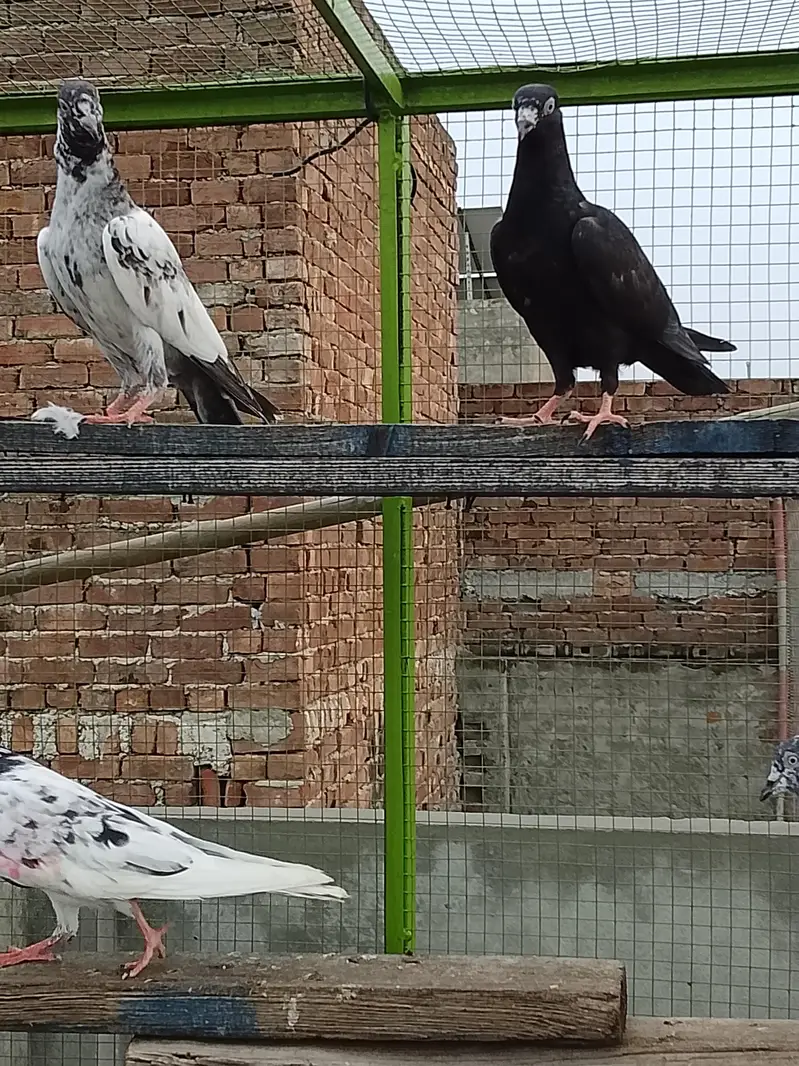 v IP kbtr plus brdr — photo 12