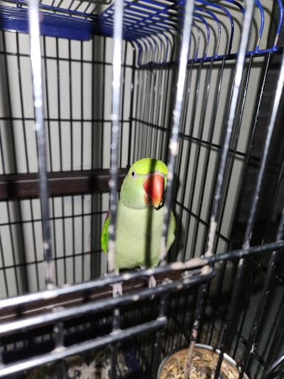 Raw Parrot talking Pair