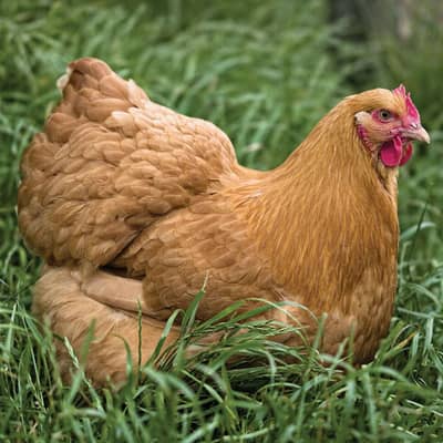 Heavy Breed Chicks