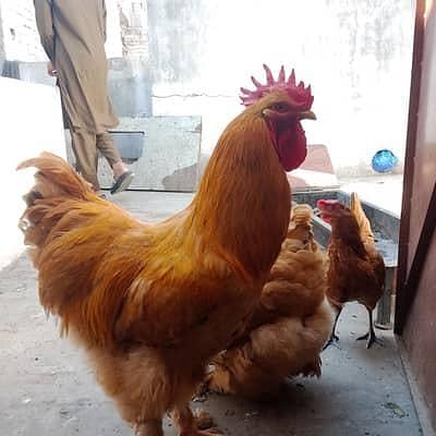 Heavy Breed Chicks 1