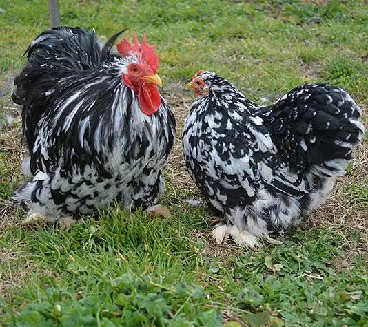 Heavy Breed Chicks — photo 3