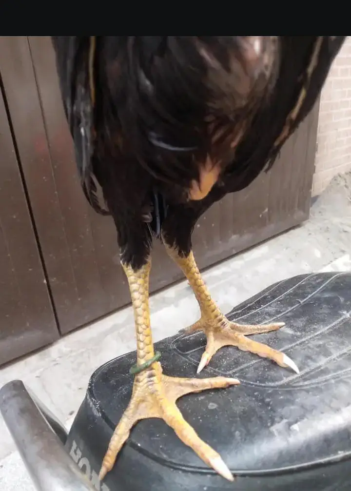 SHAMO Long highted chick — photo 4