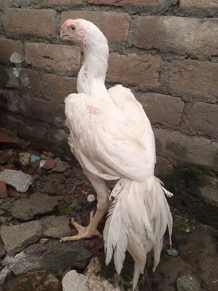 indain Parrot beak long tail — photo 3
