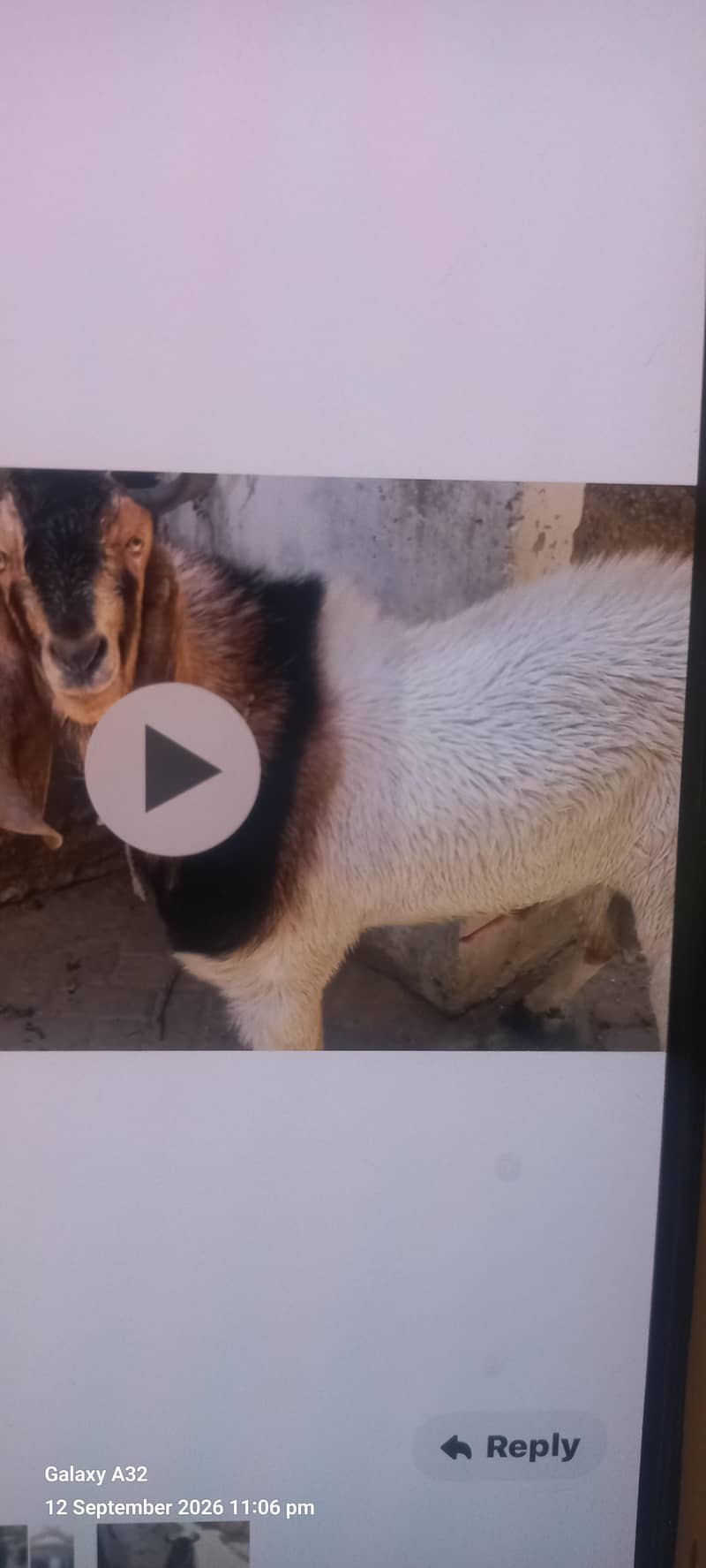 2 teeth bakra 0