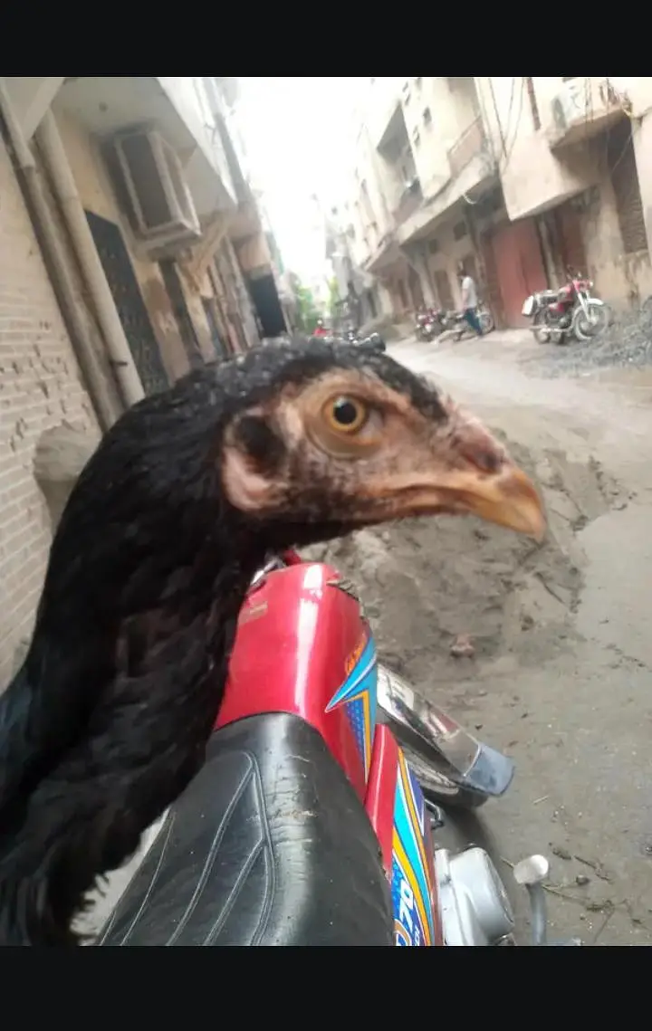 long highted SHAMO CHICK — photo 3