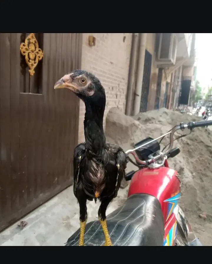 long highted SHAMO CHICK — photo 6